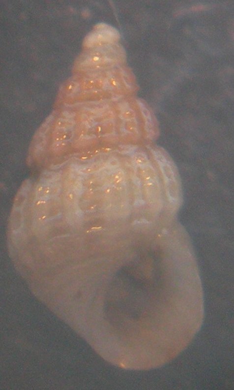 Alvania lineata?